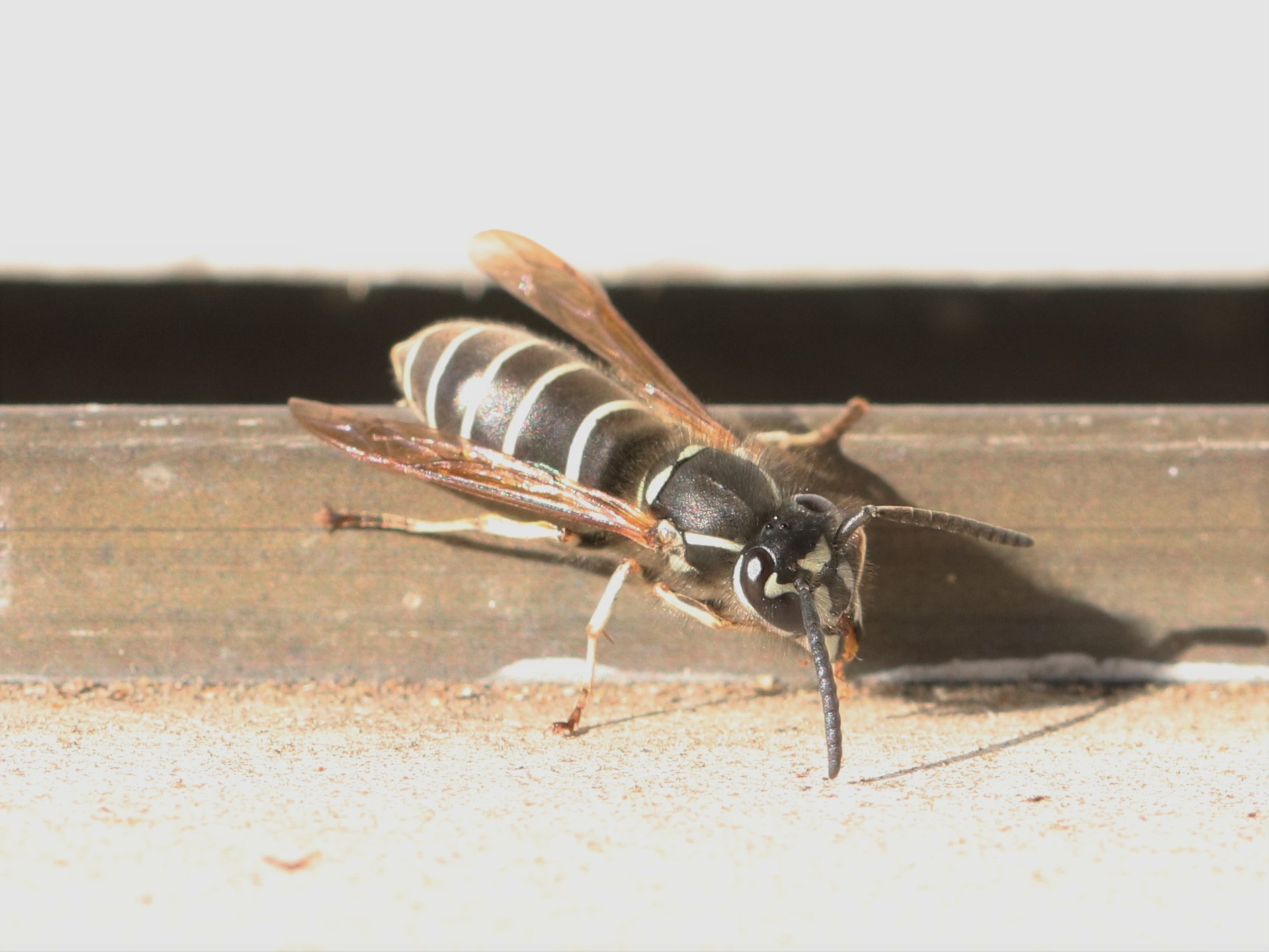 クロスズメバチ